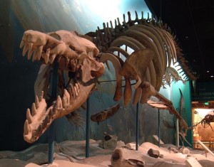 Basilosaurus fossil